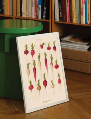 Vintage Radish Varieties Botanical