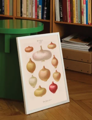 Vintage Onion Varieties Botanical
