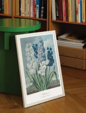 The Hyacinths