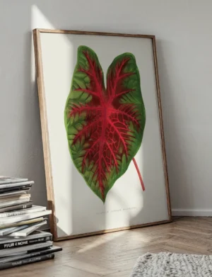Caladium Bicolor Splendens