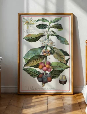 Bev057_F018 Coffee - Coffea Arabica