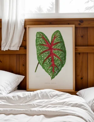 Caladium Chantini