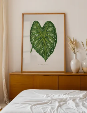 Caladium Mirabile