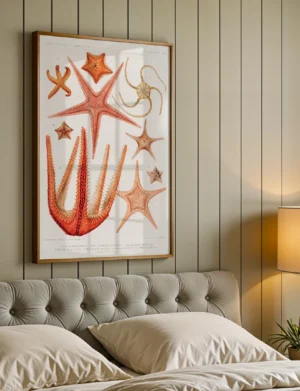 Echinoderms Starfish