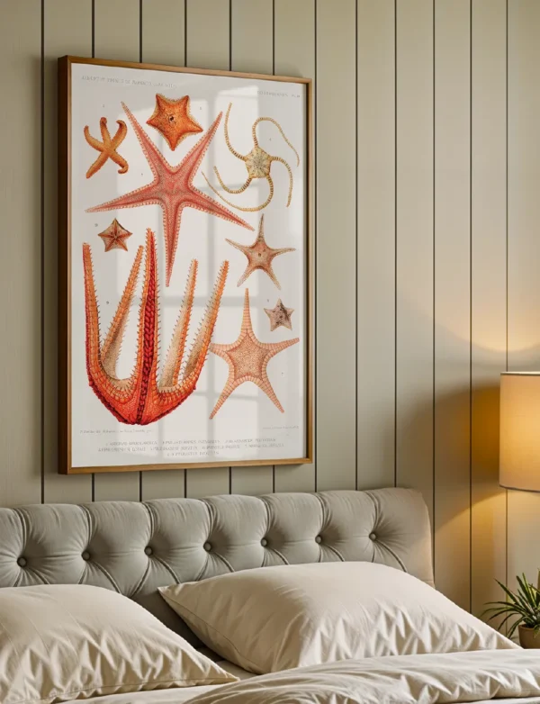 Echinoderms Starfish