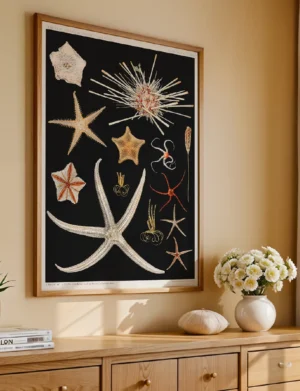 Echinoderms Deep Sea Starfish & Urchin