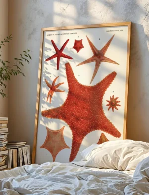 Echinoderms Giant Red Starfish