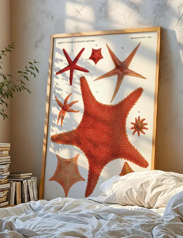 Echinoderms Giant Red Starfish