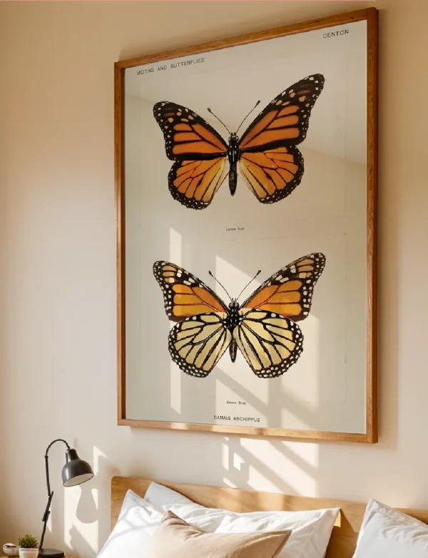 Monarch Butterfly