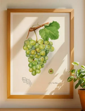 Geraldine Grapes