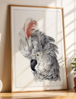 Crested Cockatoo