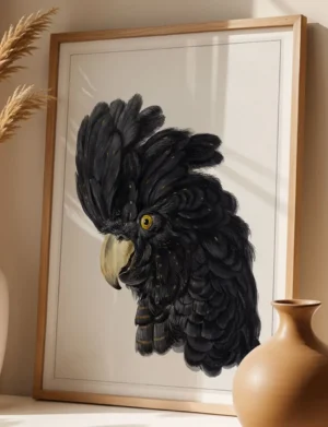 Crested Black Cockatoo