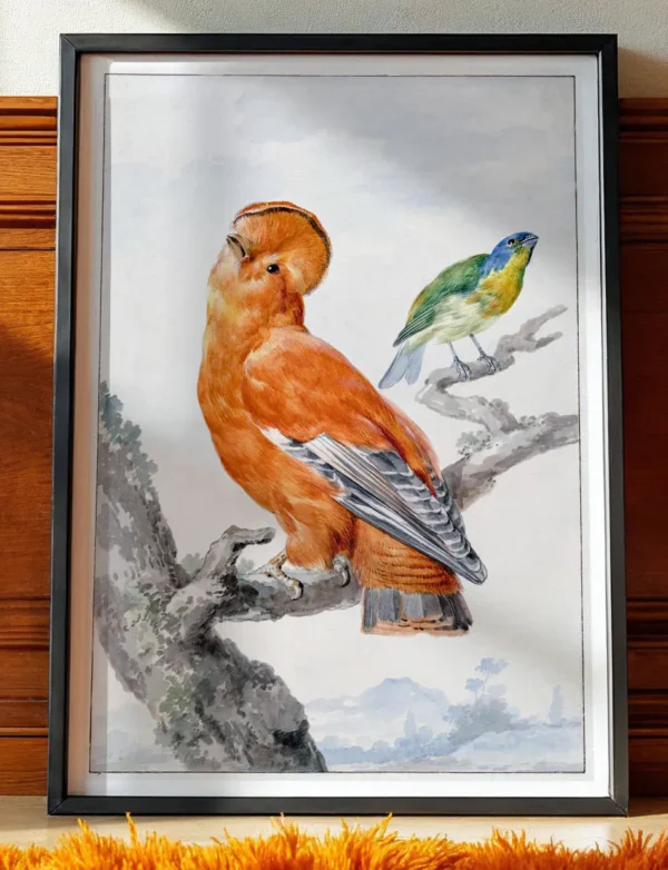 Guianan Cock-of-the-Rock & Songbird