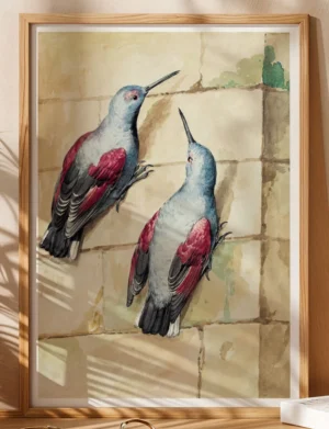 Wallcreeper Pair on Stone Wall