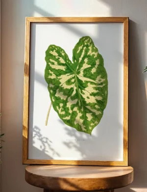 Caladium Pictum