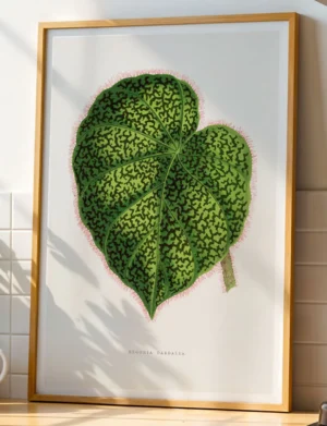 Begonia Daedalea