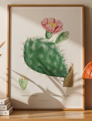 Cactus Cochenillifer