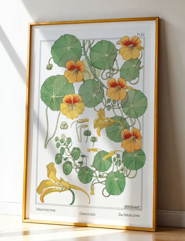 Nasturtium / Capucine