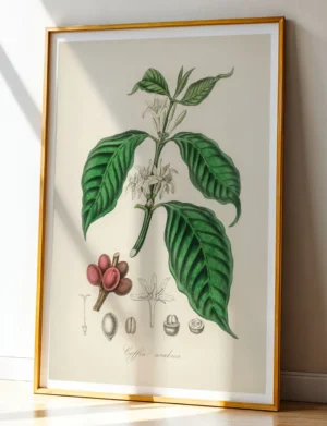 168_F017 Coffea Arabica