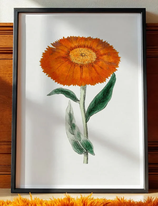 Orange Pot Marigold