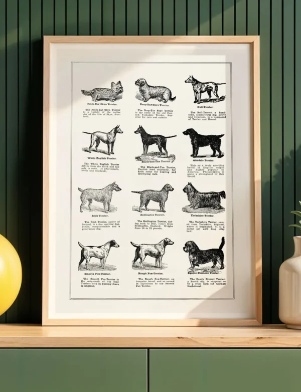 Terrier Dog Breeds