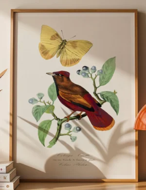 Red-Ruffed Fruitcrow