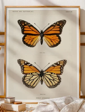 Monarch Butterfly / Danais Archippus