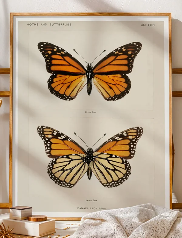 Monarch Butterfly / Danais Archippus