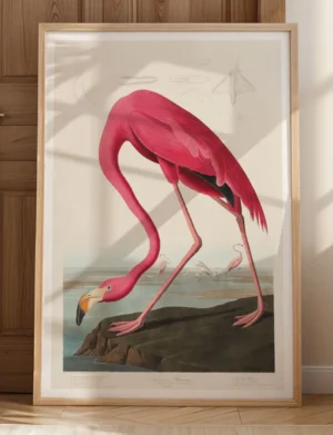 190_F017 American Flamingo