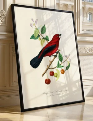 Brazilian Tanager