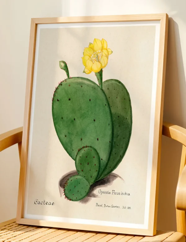 Opuntia Ficus Indica Prickly Pear Cactus