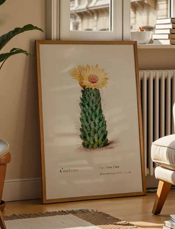 Mamillaria Clava Club-Shaped Cactus