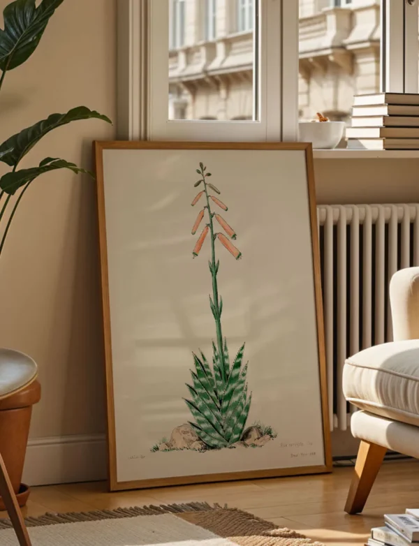 Aloe Variegata Tiger Aloe