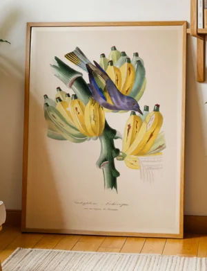 195_F017 Tanager & Banana Tree