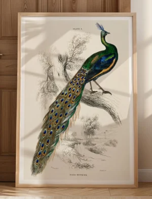 Green Peafowl