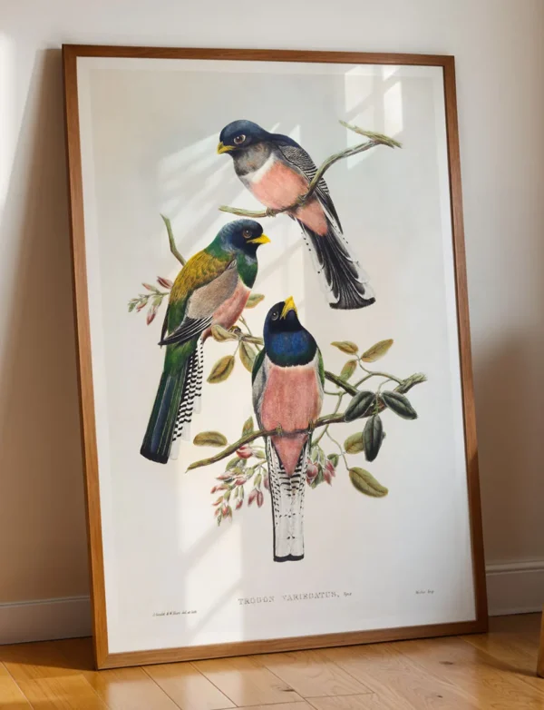 Purple-Breasted Trogon