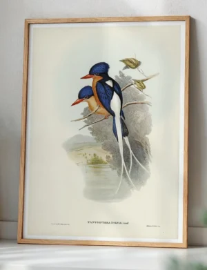 Buff-breasted Paradise Kingfisher