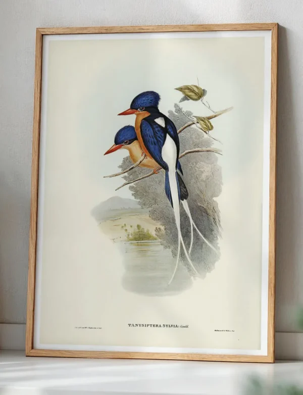 Buff-breasted Paradise Kingfisher